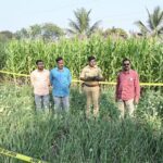 पानगावात लाखोंचे अफू पीक जप्त